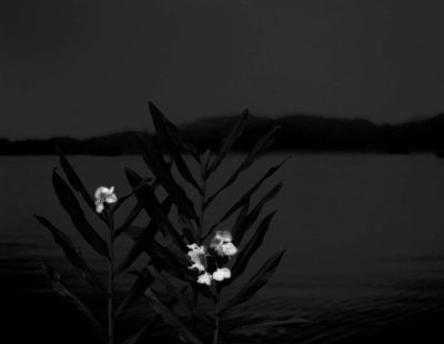 Butterfly Ginger 1987-2010